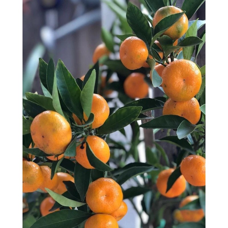 Tree Kishu Mandarin Tree (Seedless) - 24-36" Tall - Live