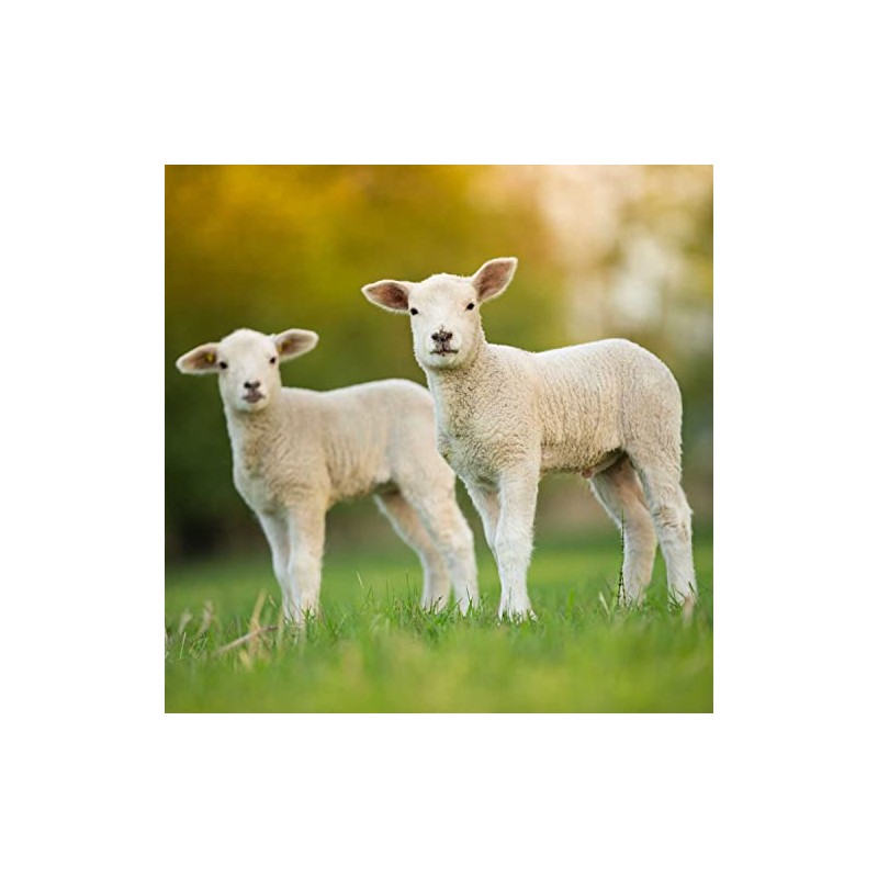 Outsidepride 50 lb. Annual Ryegrass Hay, Forage, & Pasture Seed