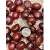 Buckeye Nuts Med Nickel Size from Central Ohio Dried Batch of 250 Great Quality!