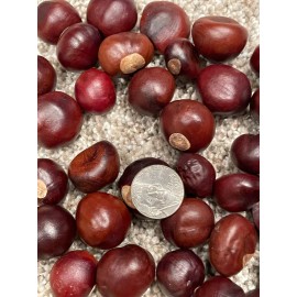 Buckeye Nuts Med Nickel Size from Central Ohio Dried Batch of 250 Great Quality!