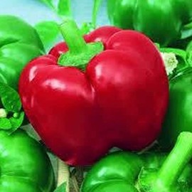 MexiBell Hybrid F1 Hot Pepper ~25 Seeds - Non-GMO, Hybrid F1 Vegetable Gardening Seeds - Very Mild Hot Pepper