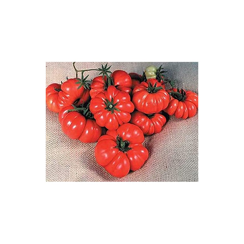 Costoluto Genovese The Ugly Tomato Seed