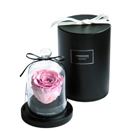 AMOROSA AM19-11 Amorosa Preserved Flowers, Diamond Rose, Little Bell, Feminine Pink, White Day, Flowers, Birthday, Anniversary, Proposal