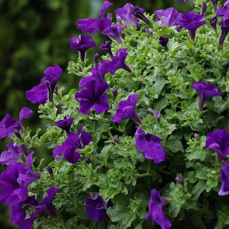 Outsidepride 5000 Seeds Annual Petunia Alderman Flower Seeds for Planting