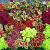 Outsidepride Coleus Fairway Mix - 200 Seeds