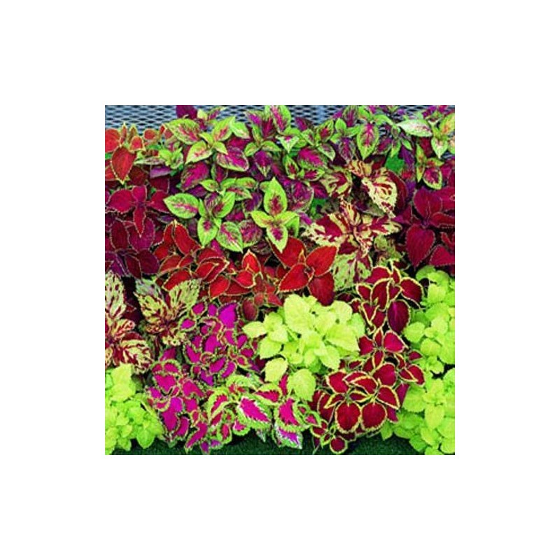 Outsidepride Coleus Fairway Mix - 200 Seeds