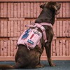OneTigris Service Dog Vest Harness, Service Dog Cape Guardian Dog