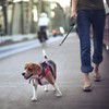 Idepet Heavy Duty Retractable Dog Leash for Small and Medium