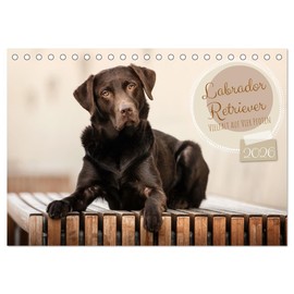 Labrador Retriever - Vielfalt auf Vier Pfoten (Tischkalender 2026 DIN A5 quer), CALVENDO Monatskalender