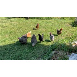 Unbranded 12 Fertile Chicken Eggs Rooster Exposed  Dozen Fresh Mixed Layer Breeds Unwashed