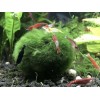 New Marimo Moss 3 Balls 0.5 inch (1.3cm) (Cladophora) Live