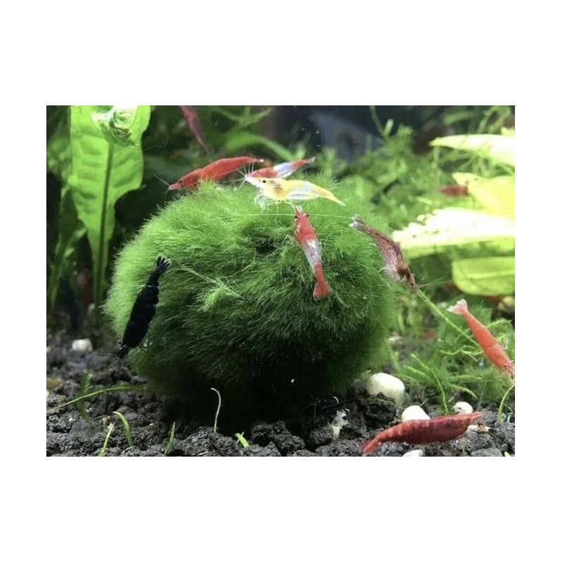 New Marimo Moss 3 Balls 0.5 inch (1.3cm) (Cladophora) Live