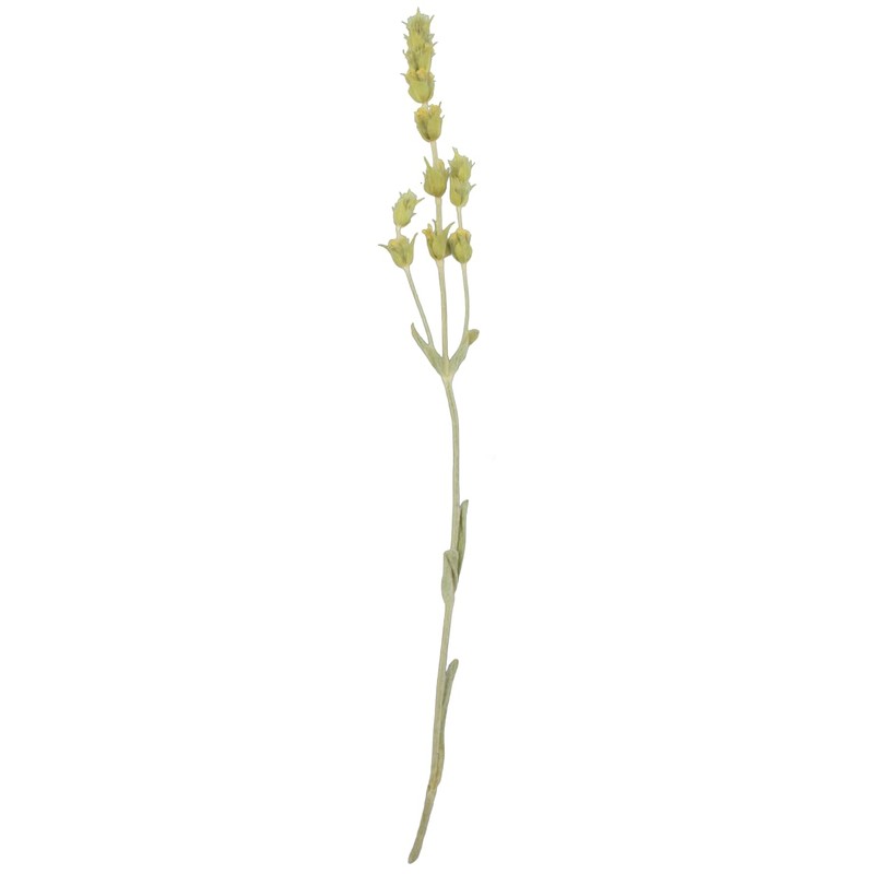 Greek Mountain Tea Mountain Tea Whole Herbal Tea Sideritis Raeseri