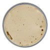 Cera Matte Pomade Uppercut Deluxe 100g