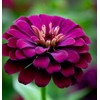 Zinnia elegans (Zinnia, Dark Violet) Flower Seeds, Long-Lasting Blooms, Drought-Tolerant,