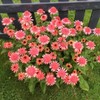YOKEBOM Raspberry Echinacea Plant Live Double Pink Coneflower Starter Plant