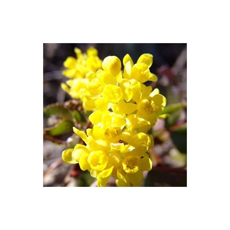 Palm Beach Medicinal Herbs - Tall Oregon Grape (Mahonia aquifolium)