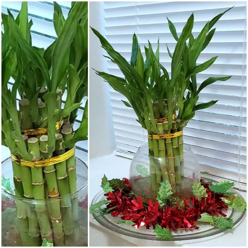 Unbranded 8" Lucky Bamboo 6 Healthy Plants, Gift, Feng Shui,
