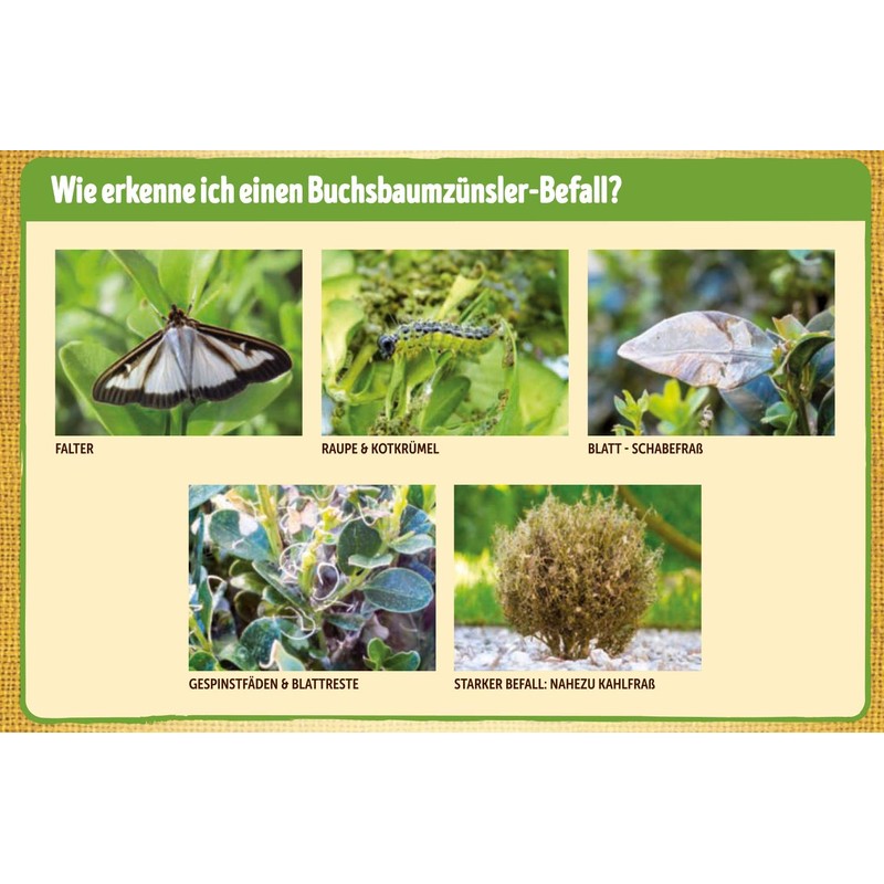 Substral Bio Boxwood Trap System Green 1 Set