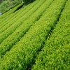 Eight Shop 粉末緑茶 業務用 パウダー （ 粉末 緑茶 ） (200.00,