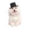 Rubies Costume Co Top Hat for Your Pet, Medium/Large