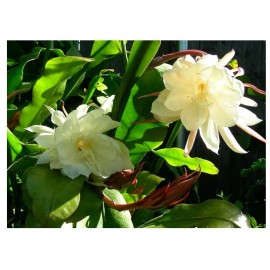 California Sky Spectrum Epiphyllum Oxypetalum "Queen of Night" ROOTED cutting in 4" Pot, White Flower