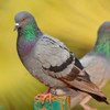 FOMIYES Metal Bird Foot Ring Homing Pigeon Supplies Parrot Leg