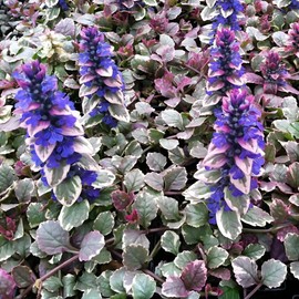 Classy Groundcovers, Ajuga reptans 'Burgundy Glow' (Flat of 18 Pots, 3 1/4 inch Square)