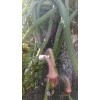 Cactus 10 Night Blooming Cereus Cactus Bulk Cacti Easy to