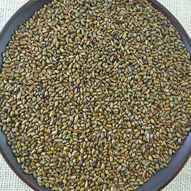 Semen Cassiae Jue Ming Zi (100g(3.53oz))