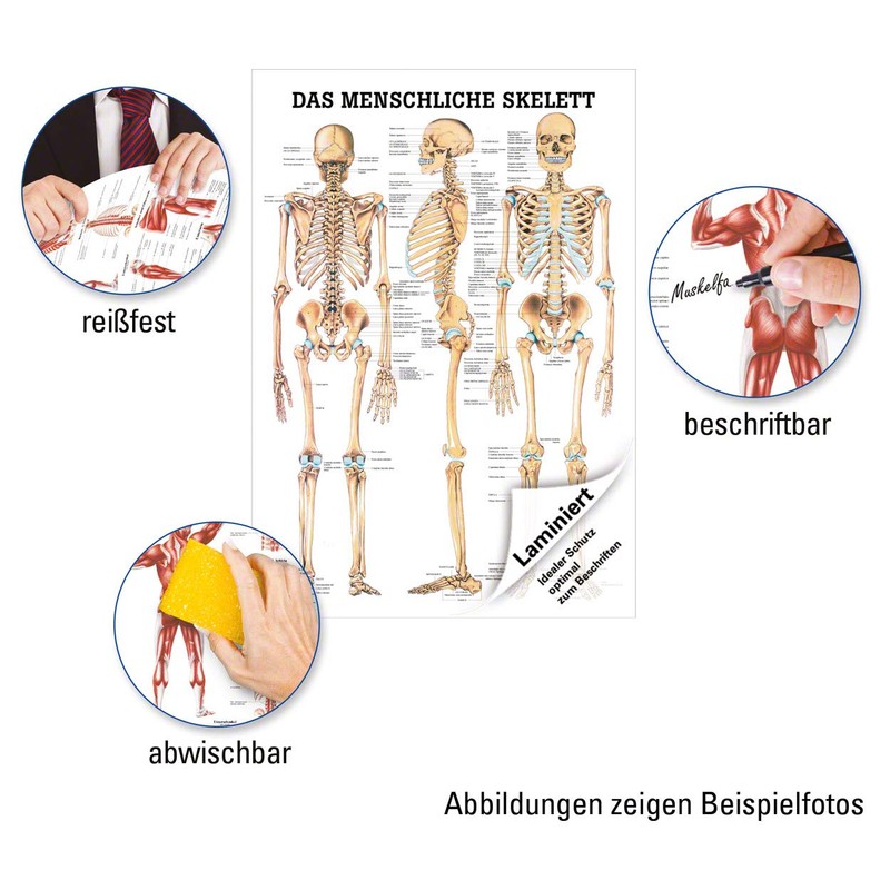 Sport-Tec The Human Skeleton Mini Poster Anatomy 34 x 24