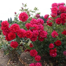 Heirloom Roses Red Rose Bush - Courageous™ Live English Legend Rose Plant for Outdoor Planting