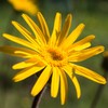 Weleda Arnica Bio Forte 60%, gel rinfrescante e lenitivo di