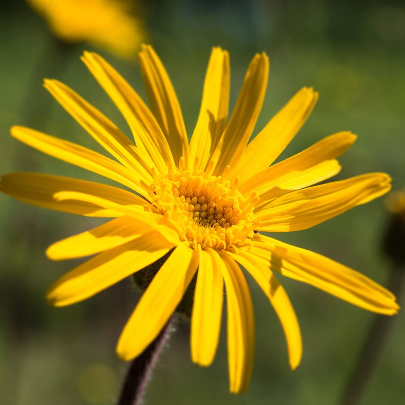 Weleda Arnica Bio Forte 60%, gel rinfrescante e lenitivo di