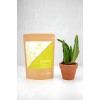 Pptidos de Colgeno Hidrolizado Freya con Matcha y Biotina 330g