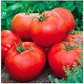 Ace 55 Tomato Seeds - Large Tomato - One of The Most Delicious Tomatoes for Home Growing,