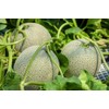 20 Cucumber African Horned Kiwano Jelly Melon Cucumber Seeds