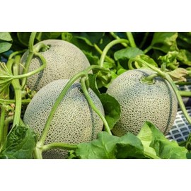 20 Cucumber African Horned Kiwano Jelly Melon Cucumber Seeds