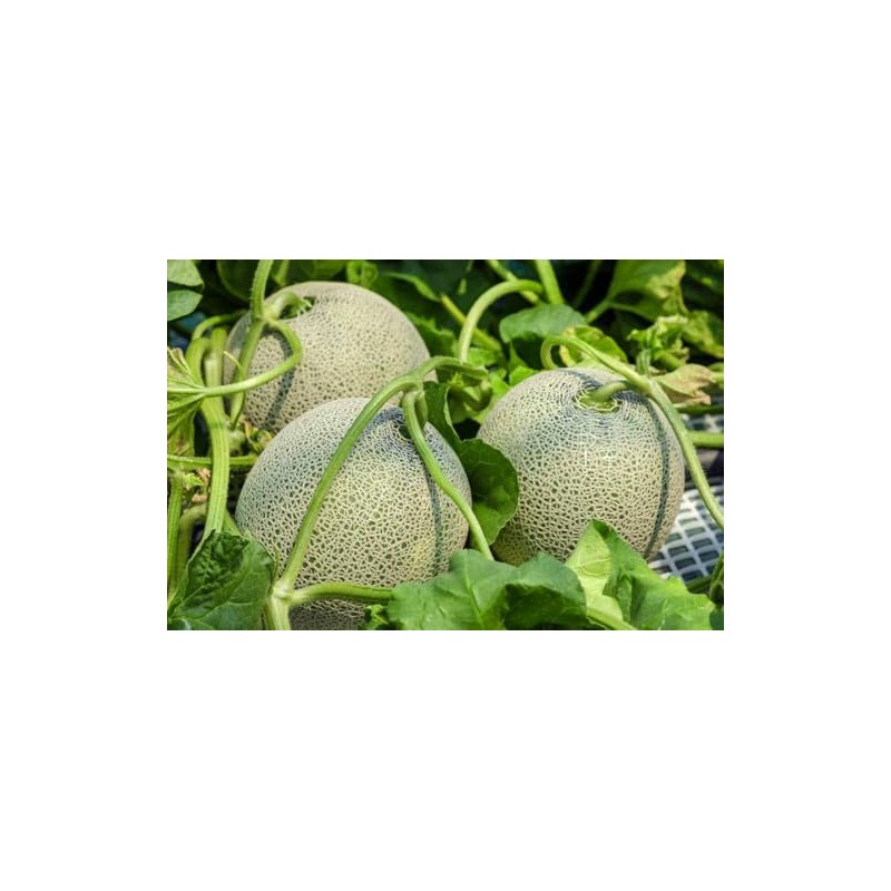 20 Cucumber African Horned Kiwano Jelly Melon Cucumber Seeds