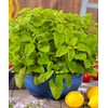 RAISE ME UP: Seeds Melissa Lemon Balm Mint Non GMO