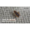 EcoPest Bed Bug Blocker (Pro)™ — 12 Pack | Interceptors,