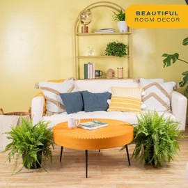 Costa Farms Boston Fern Live Plant in Plastic Pot, Air Purifying Large Indoor & Outdoor Houseplant, Perfect for Home, Room, or Office Decor, Great House Warming or Birthday Gift, 2-3 Feet Tall