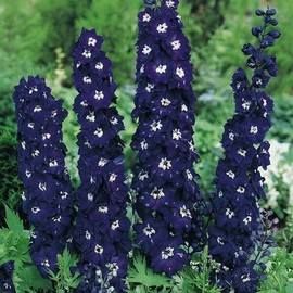 Toadstool Seeds 50 Dark Blue Delphinium Seeds Perennial Garden Flower Bloom  Seed Flowers 762