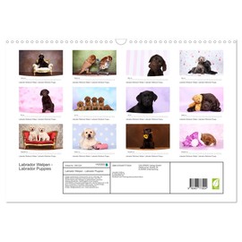 Labrador Welpen - Labrador Puppies (Wandkalender 2026 DIN A3 quer), CALVENDO Monatskalender: niedliche Labrador Welpen im Studio (CALVENDO Tiere)
