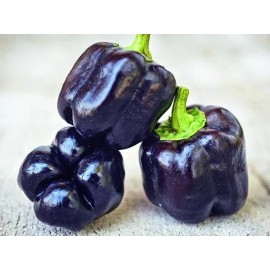 inherited seeds Purple Beauty Bell Pepper 30+ Heirloom Seeds, Sweet, 100% Organic, NON-GMO, USA