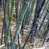 Black Timber Bamboo Nigra Daikokuchiku California Giant Bare Root Plant