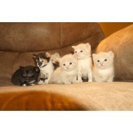 Meet the C6 Kittens   8 x 10" Unframed Photo