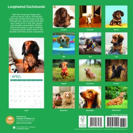 2025 Longhaired Dachshunds Monthly Wall Calendar by Bright Day, 12 x 12 Inch Cute Dog Breed Gift