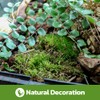 Swell Reptiles Live Green Moss for Vivarium and Terrarium Enclosure