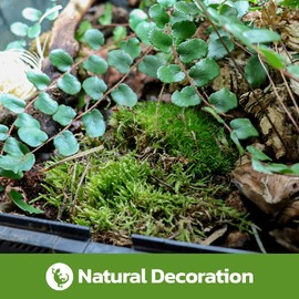 Swell Reptiles Live Green Moss for Vivarium and Terrarium Enclosure Decor (Moss Cushion) 1 pack